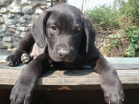 *Aurevoir  Cachou*